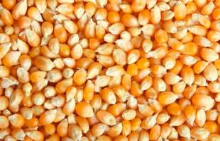 «ТАС Агро» завершує жнива кукурудзи з урожайністю 9,6 т/га