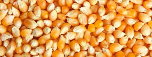 «ТАС Агро» завершує жнива кукурудзи з урожайністю 9,6 т/га