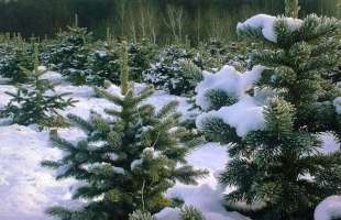 Штрафи за незаконну рубку ялинок перед НР зросли втричі